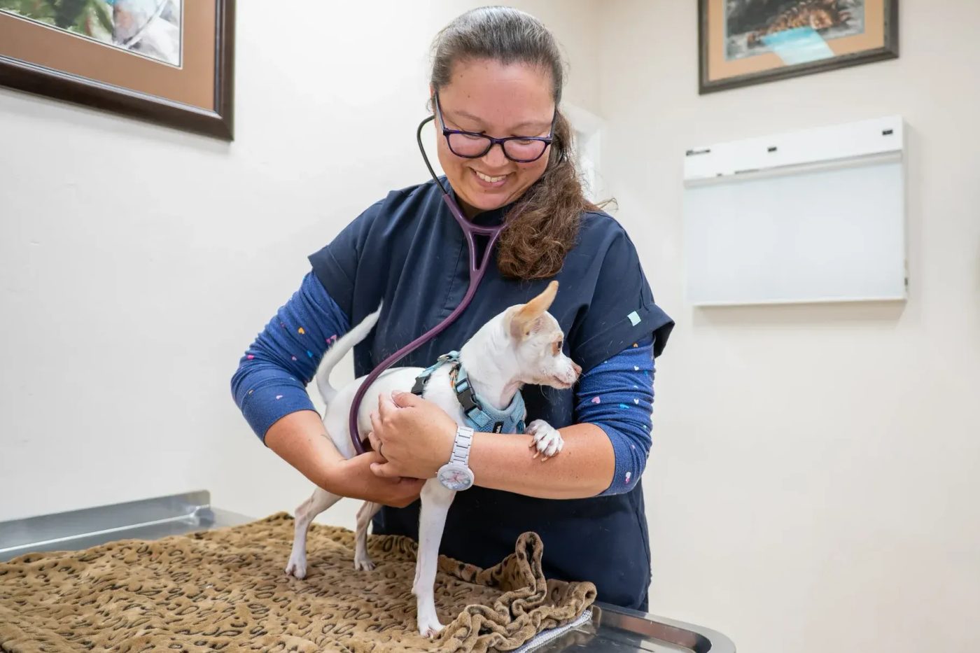 Veterinarian examining small white dog on exam table in clinic